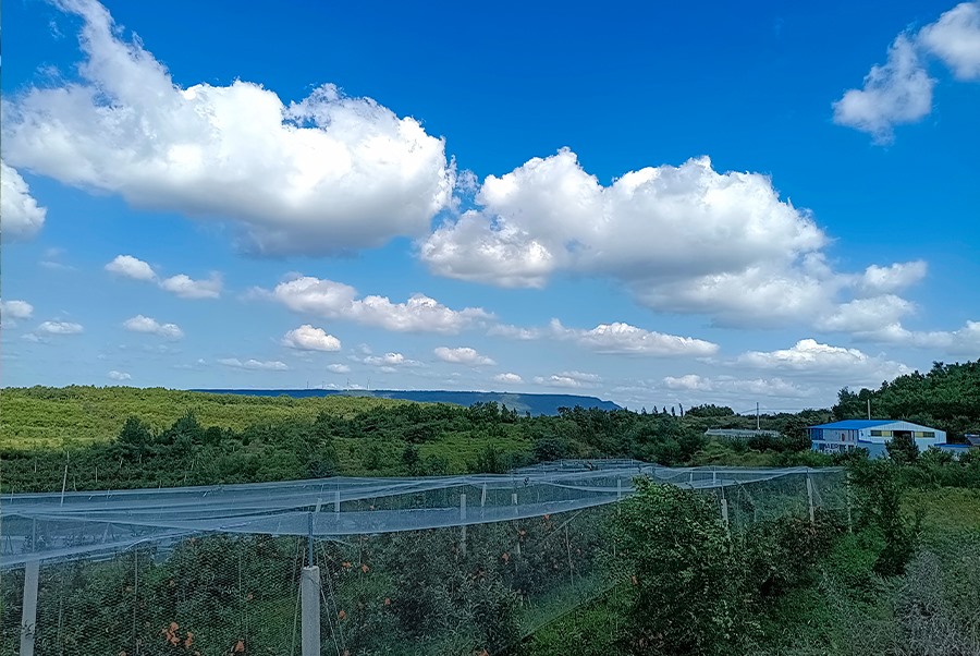 蘋(píng)果基地